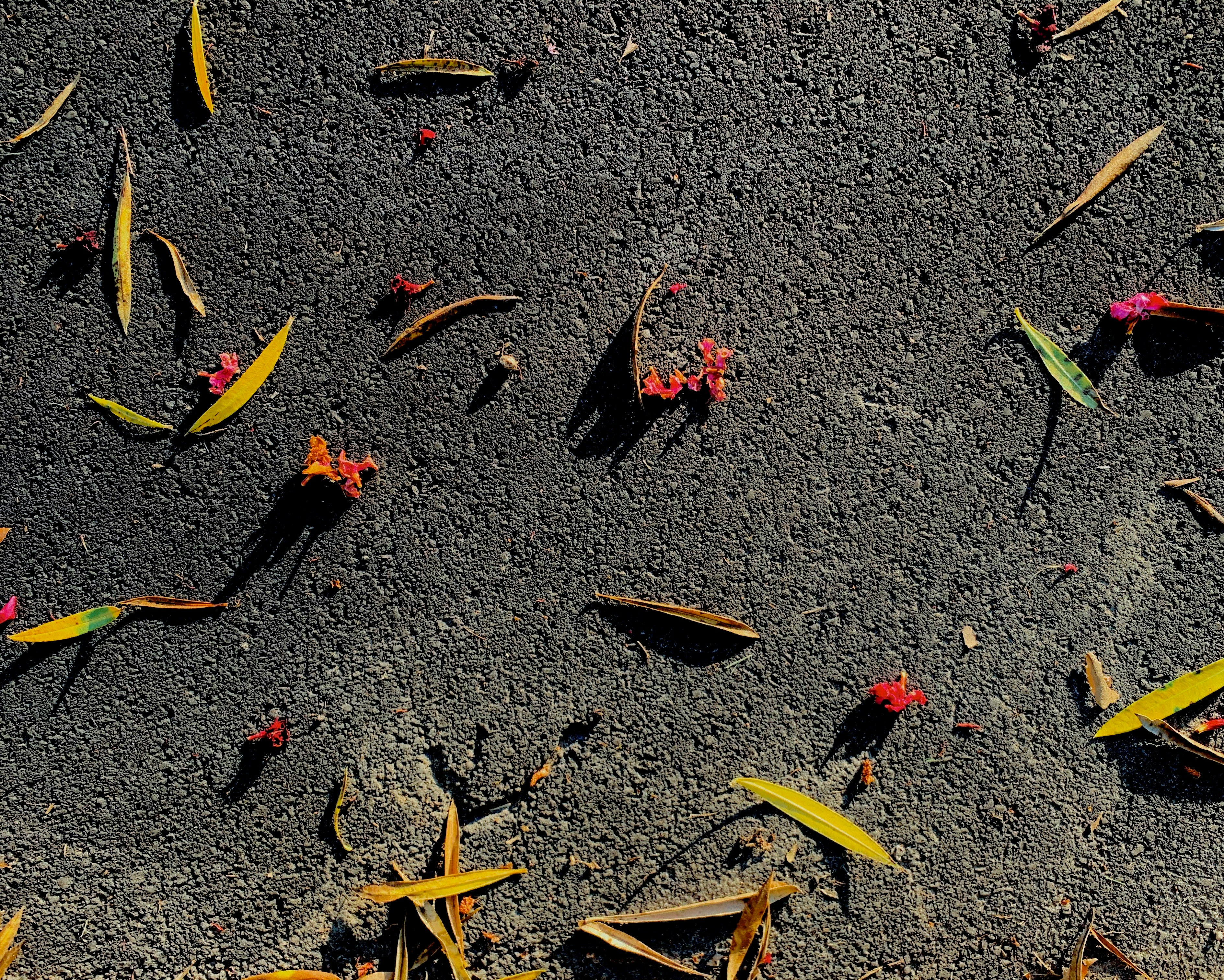 red and yellow leaves on gray concrete floor